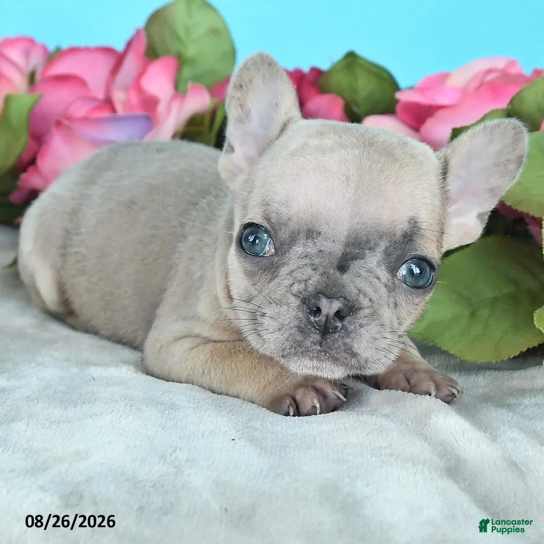 French Bulldog dogs for sale: Teddy - Ad 2