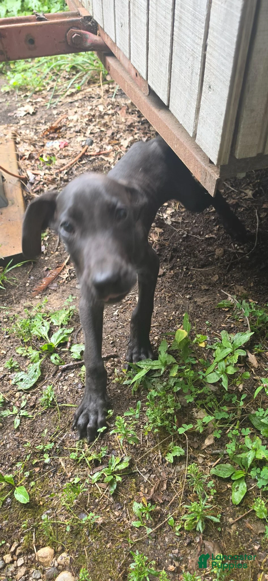 Great Dane dogs for sale: Great Dane 3 - Ad 3