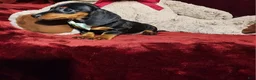 Miniature Dachshund dogs for sale: *LOLA* - Ad 4