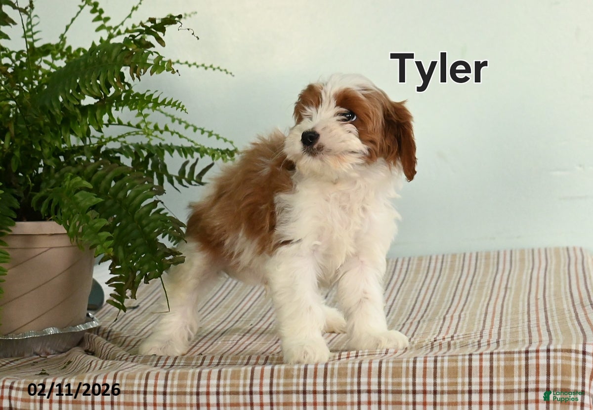 Cavapoo dogs Tyler - Ad 2