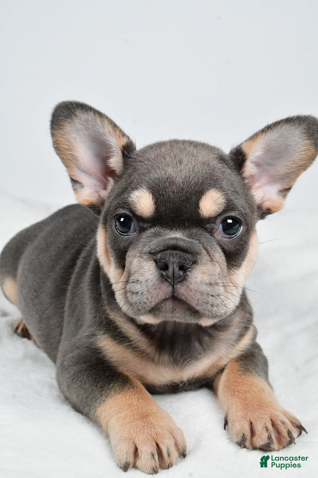 French Bulldog dogs for sale:  Jolly - Ad 6