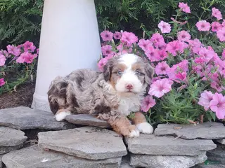 Mini Bernedoodle dogs Reba - Ad 34