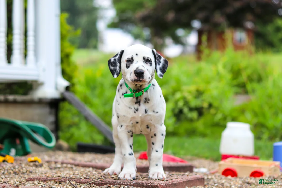 Dalmatian dogs for sale: Tami - Ad 1