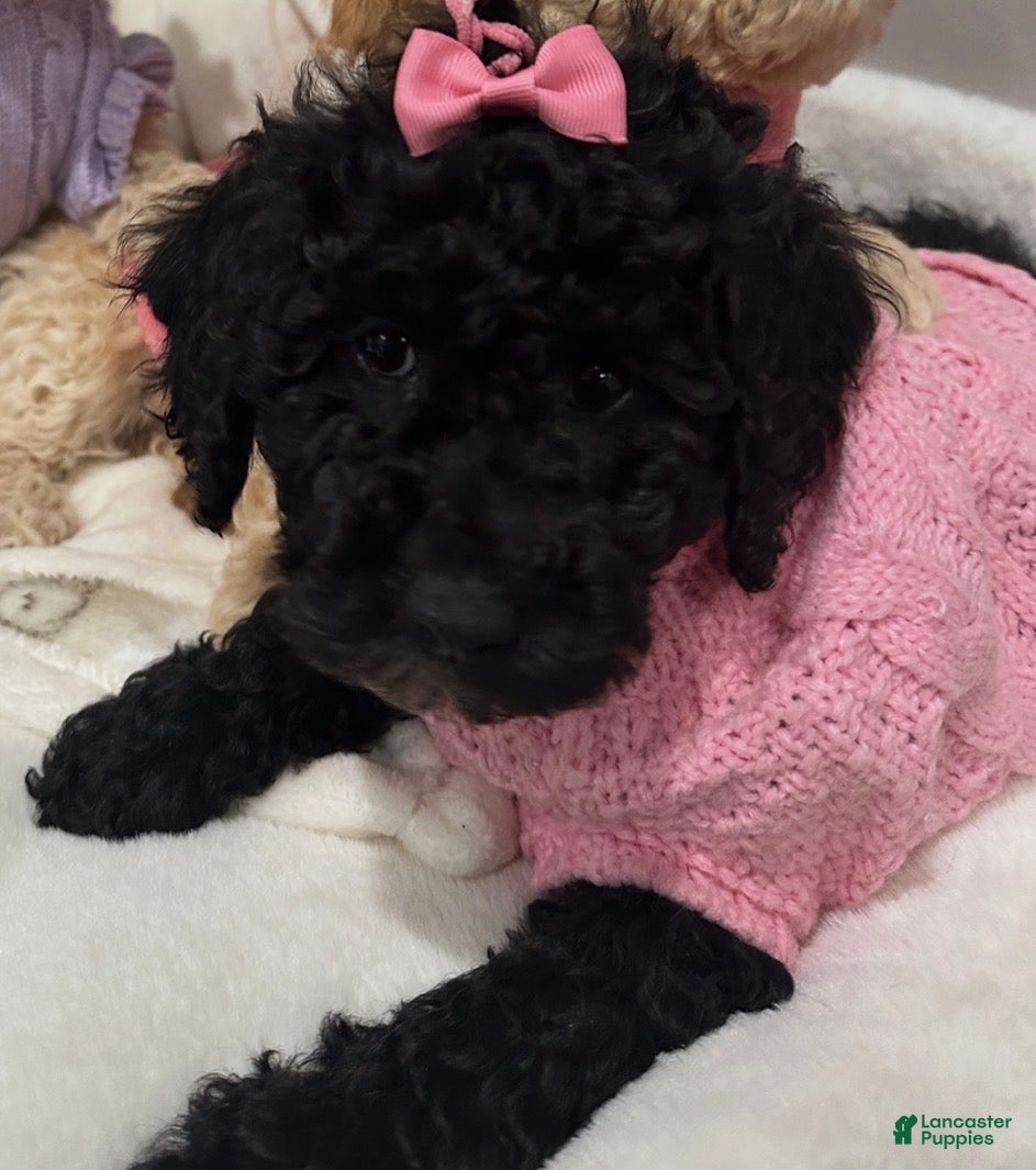 Miniature Poodle dogs Miniature Poodle Buttercup - Ad 1