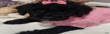 Miniature Poodle Buttercup