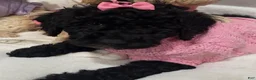 Miniature Poodle dogs for sale: Miniature Poodle Buttercup - Ad 1