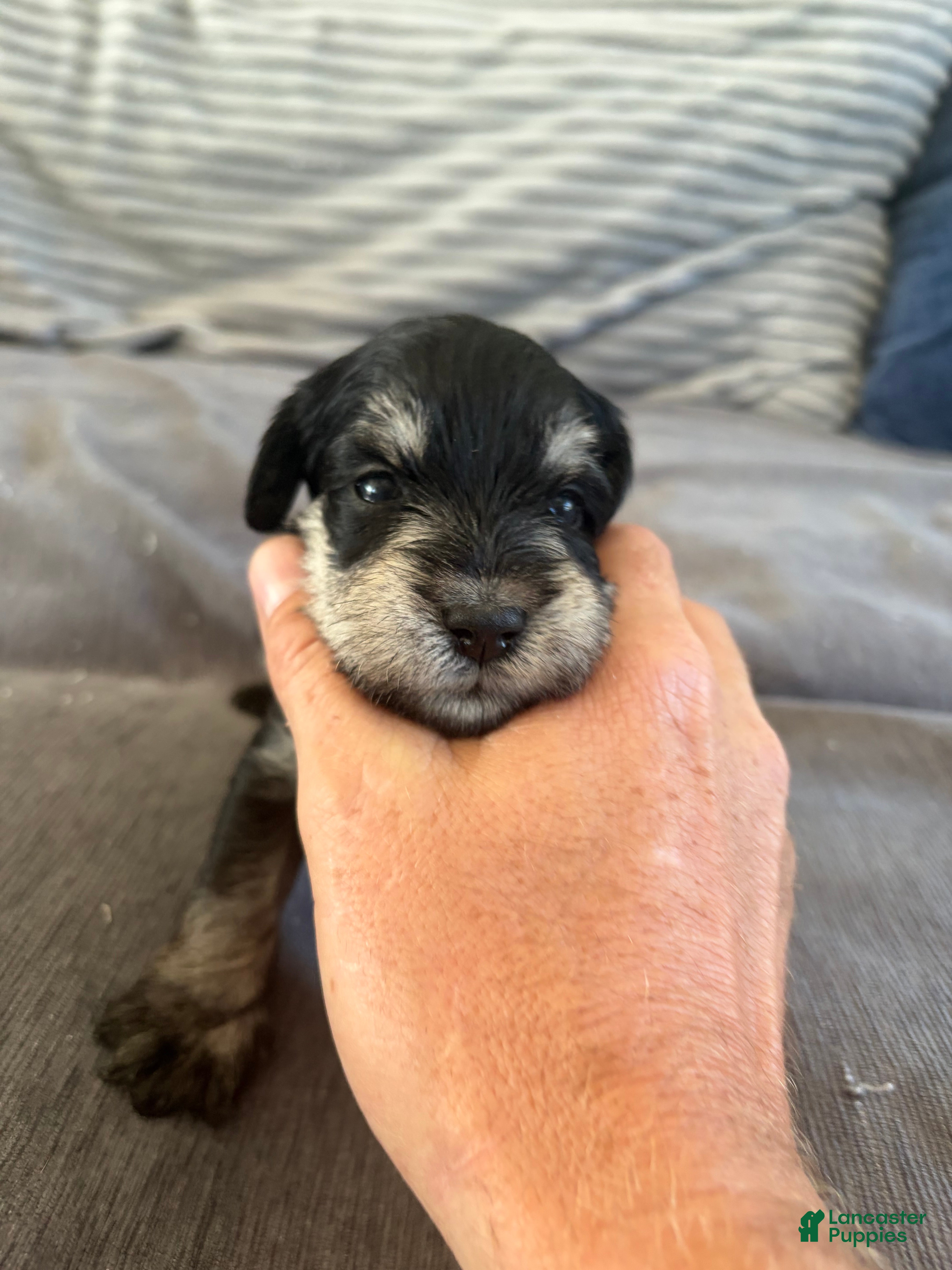Miniature Schnauzer dogs Miniature Schnauzer 3 - Ad 1
