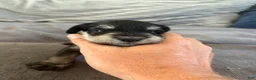 Miniature Schnauzer dogs for sale: Miniature Schnauzer 3 - Ad 1