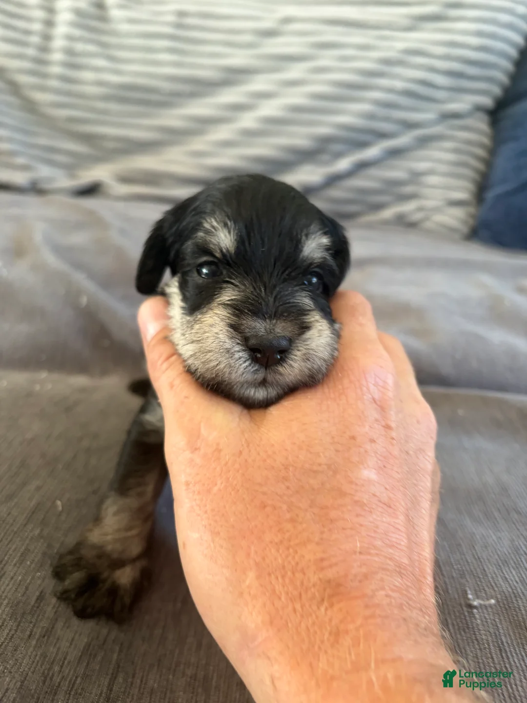 Miniature Schnauzer dogs for sale: Miniature Schnauzer 3 - Ad 1