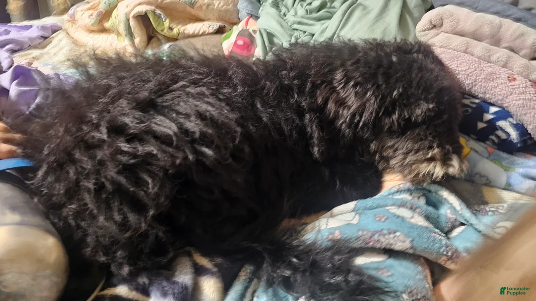 Sheepadoodle dogs for sale: Bella - Ad 2