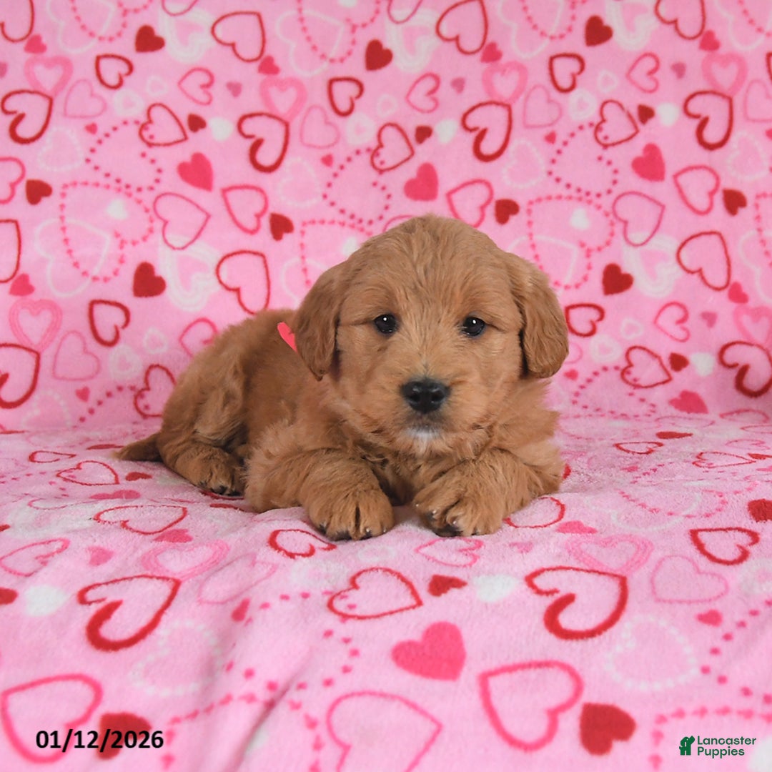 Goldendoodle dogs for sale: Bunny - Ad 3