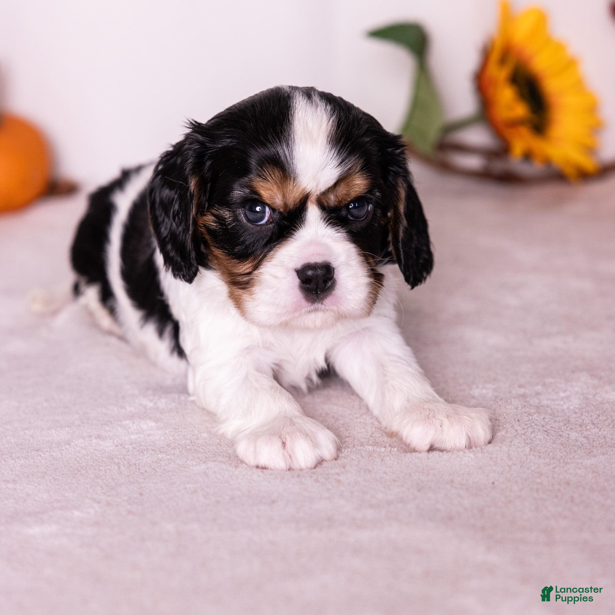 Cavalier King Charles Spaniel dogs Ezra - Ad 1