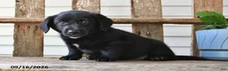 Mixed Breed dogs for sale: Shadow - Ad 4