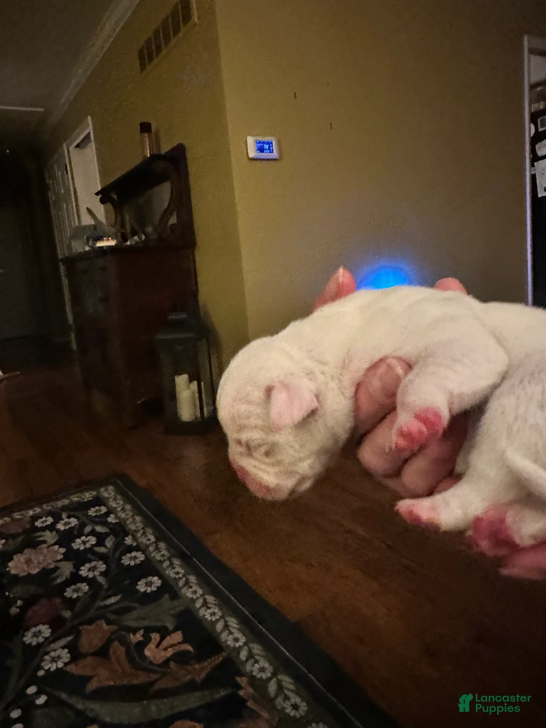 Mixed Breed dogs for sale: English Bulldog Puppy 3 - Ad 5