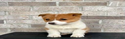 Welsh Corgi Pembroke dogs for sale: Grace - Ad 9
