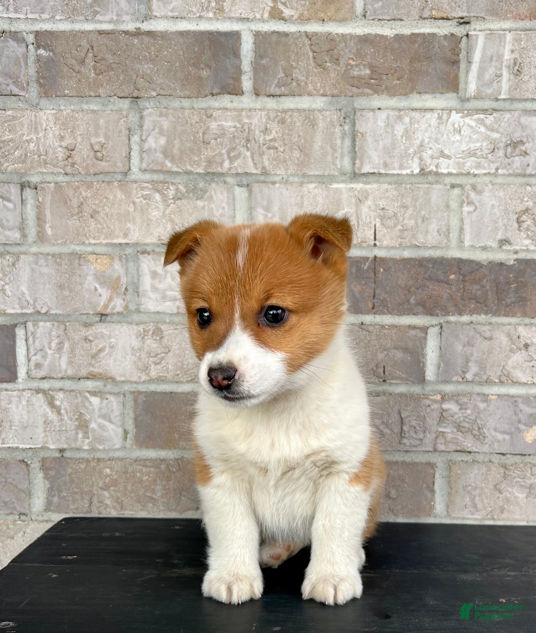 Welsh Corgi Pembroke dogs for sale: Grace - Ad 9