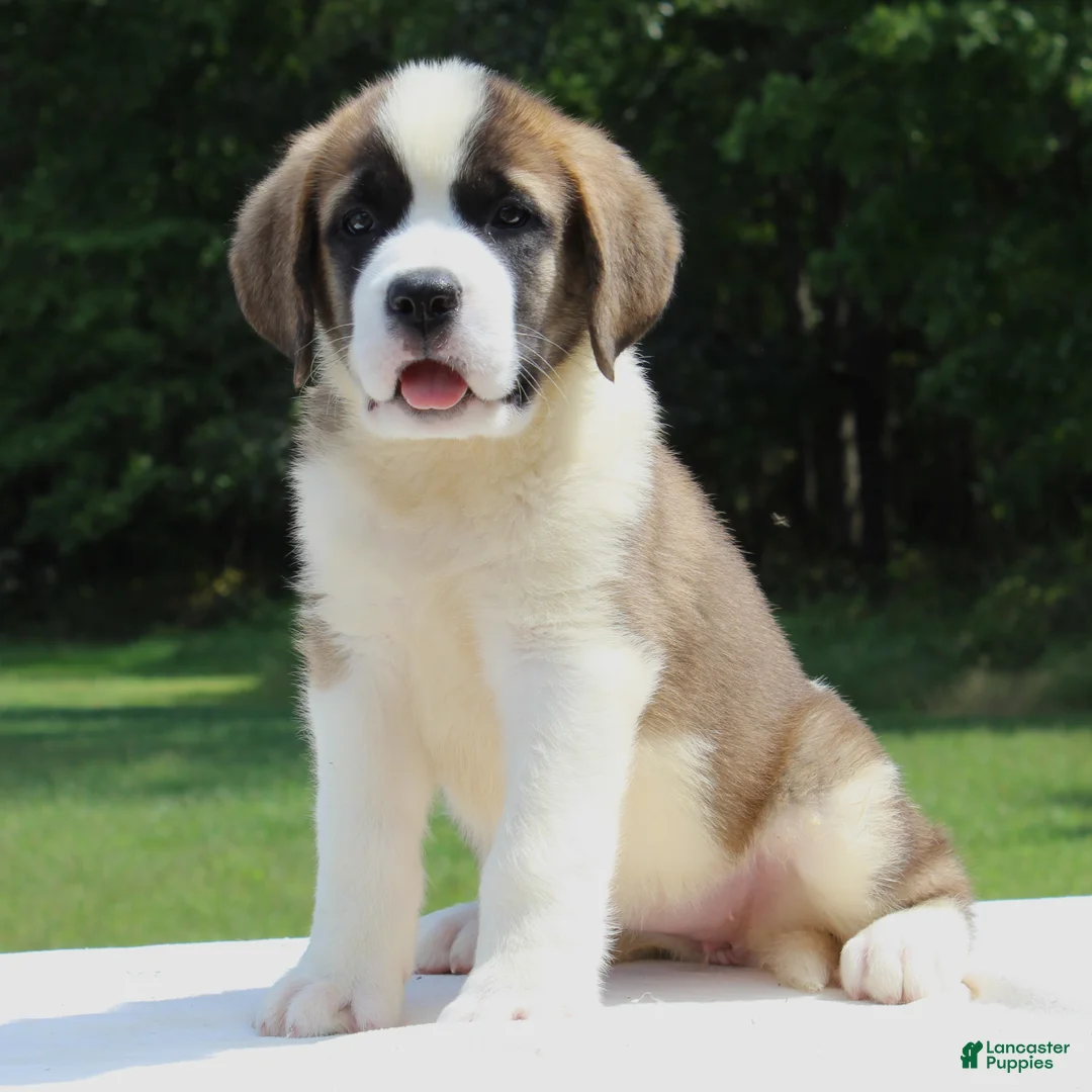 Saint Bernard dogs for sale: Minnie - AKC Champion Bloodlines - Ad 1