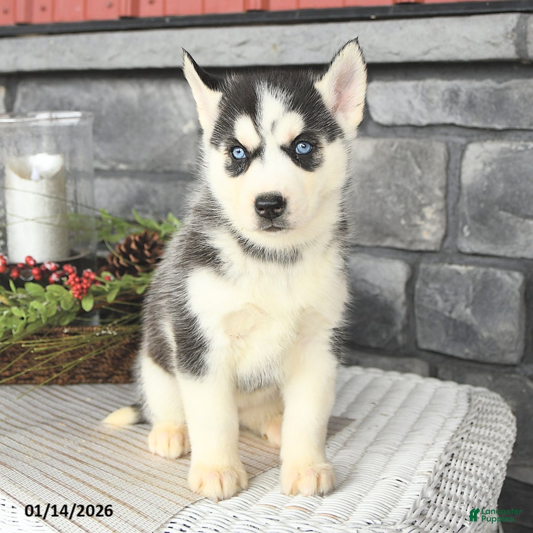 Siberian Husky dogs for sale: Gabby - Ad 3