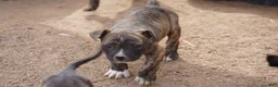 Mixed Breed dogs for sale: Bandogge Brindle M - Ad 6