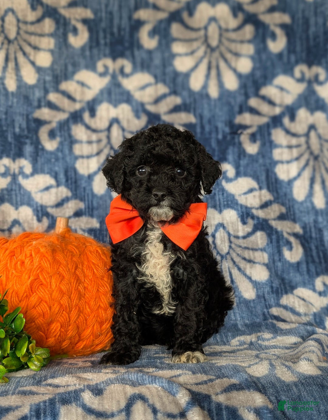 Miniature Poodle dogs for sale: Tayte - Ad 4