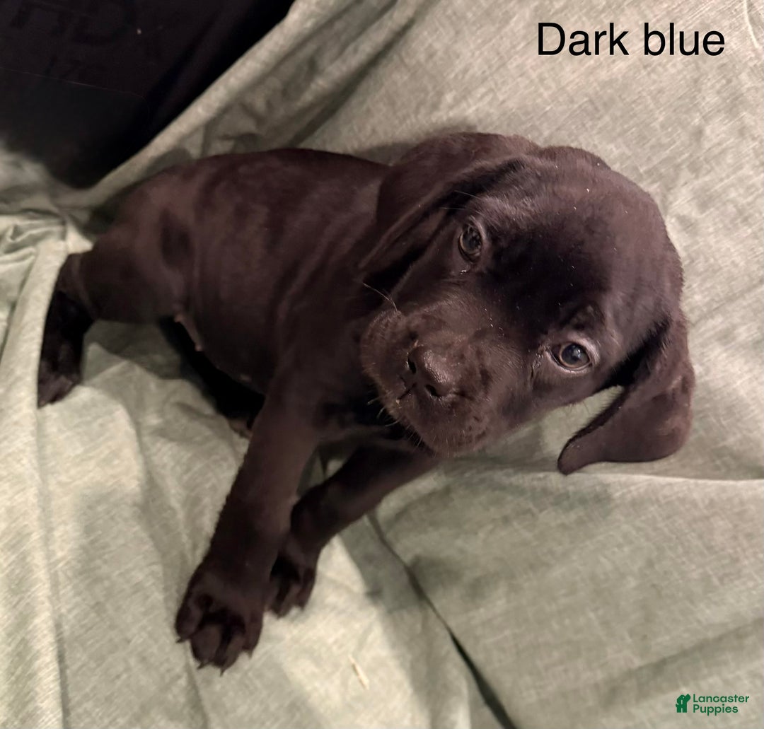 Cane Corso dogs for sale: Athena ( Dark Blue) - Ad 2