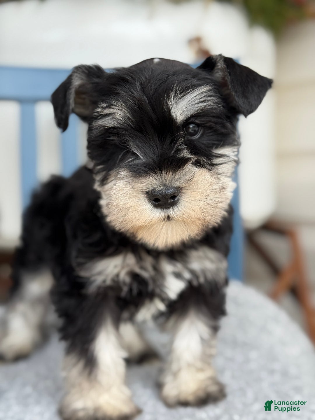 Miniature Schnauzer dogs for sale: Deacon - Ad 6