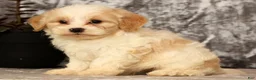 Havapoo dogs for sale: Sawyer - Ad 8