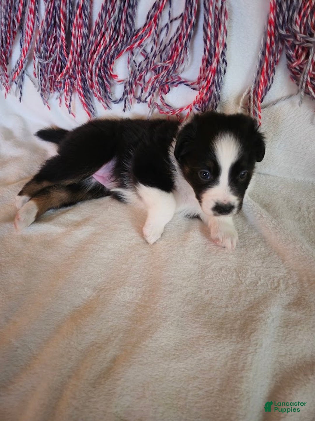 Australian Shepherd dogs for sale: Puzzle Piece - Ad 3