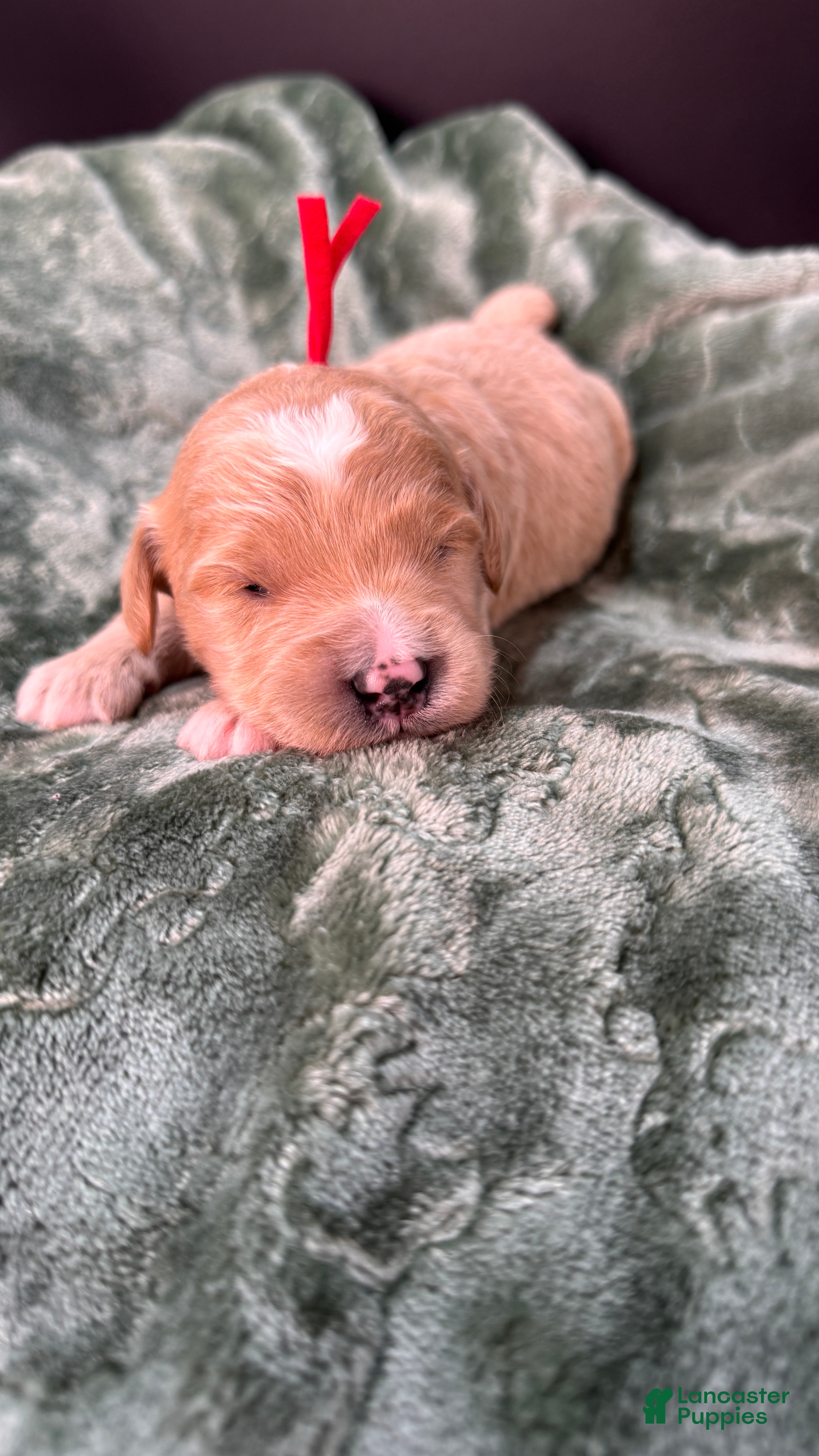 Mini Goldendoodle dogs Winston F One - Ad 15