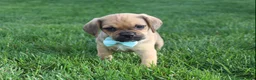 Puggle dogs for sale: Rusty - Ad 3