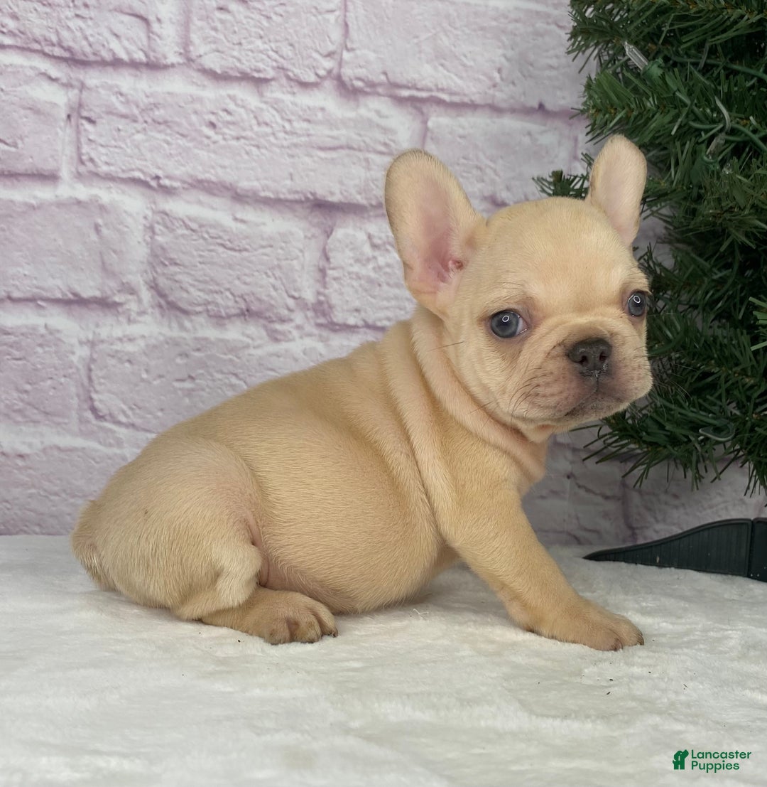 French Bulldog dogs for sale: Skyler - Ad 3