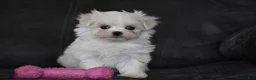 Maltese dogs for sale: Aria - Ad 8