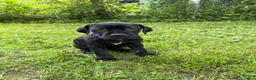 Cane Corso dogs for sale: Cane Corso 7 - Ad 4