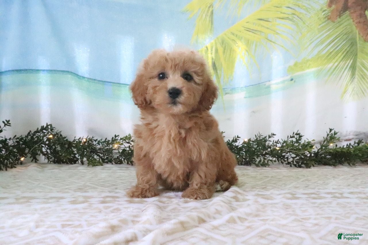 Cavapoo dogs Trixie - Ad 1