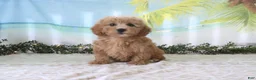 Cavapoo dogs for sale: Trixie - Ad 1