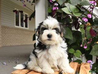 Morkie dogs Thunder - Ad 32