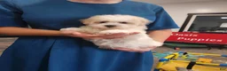 Havanese dogs for sale: FROSTING - Ad 7