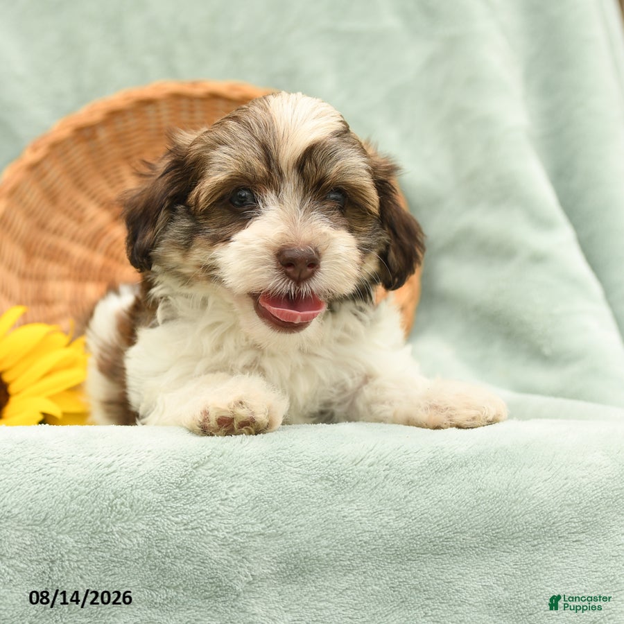 Havanese dogs Bugal - Ad 2