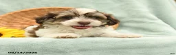 Havanese dogs for sale: Bugal - Ad 2