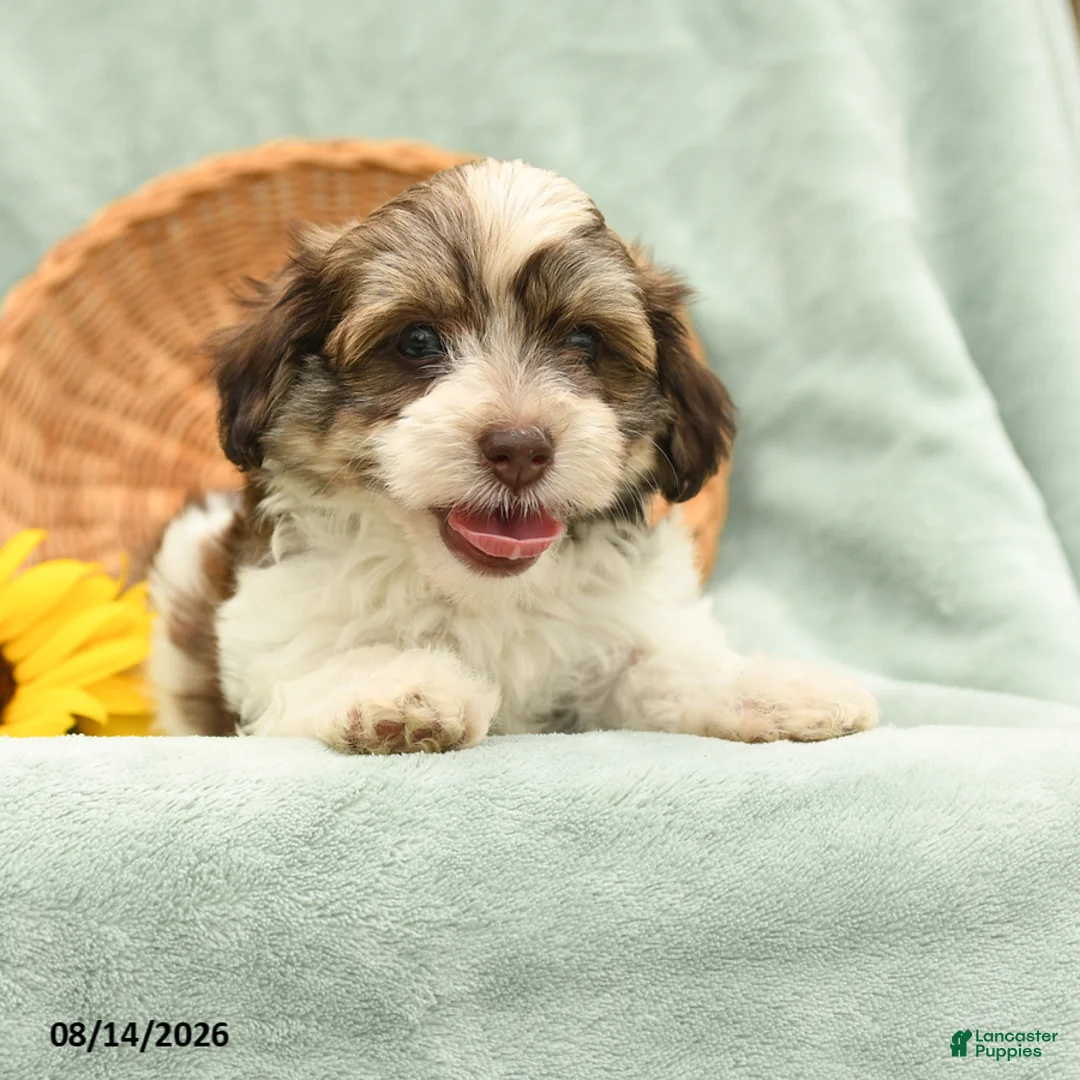 Havanese dogs for sale: Bugal - Ad 2