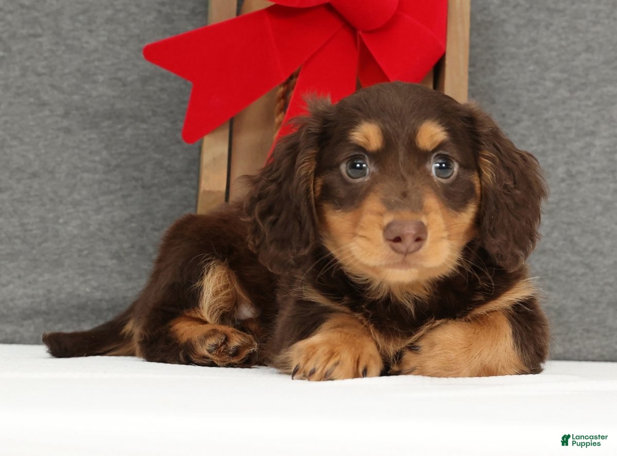 Miniature Dachshund dogs Gyro - Ad 7