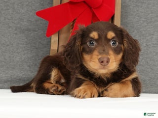 Miniature Dachshund dogs Gyro - Ad 7