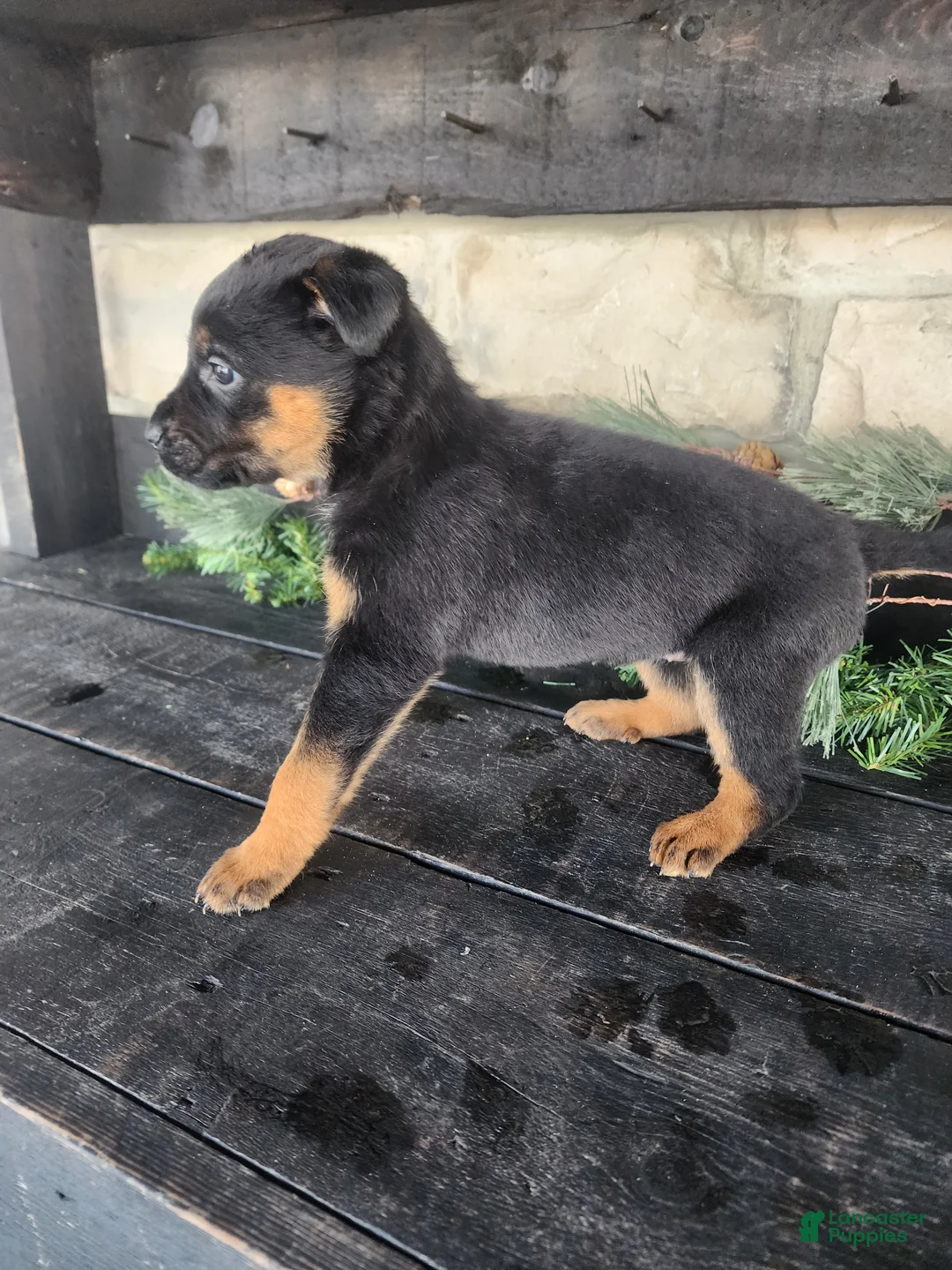Mixed Breed dogs for sale: Rita - Ad 4