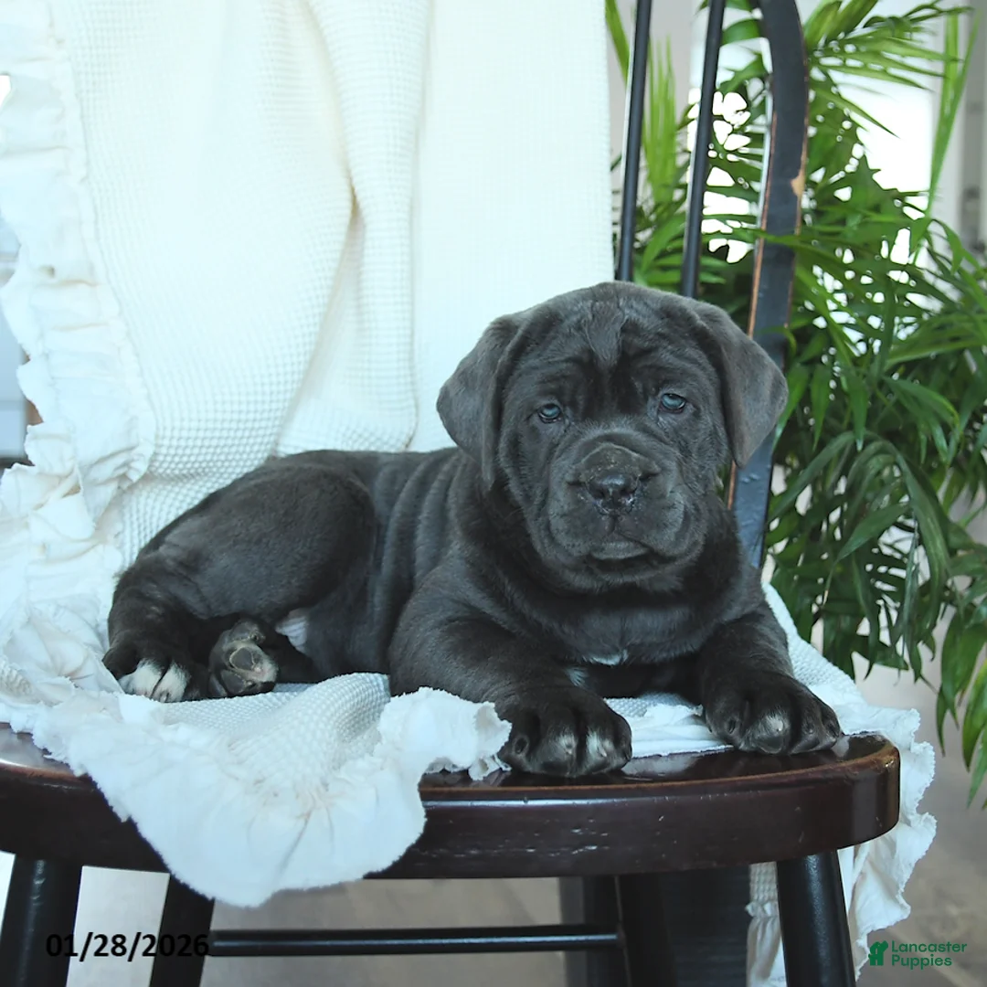 Cane Corso dogs for sale: Avalon - Ad 4