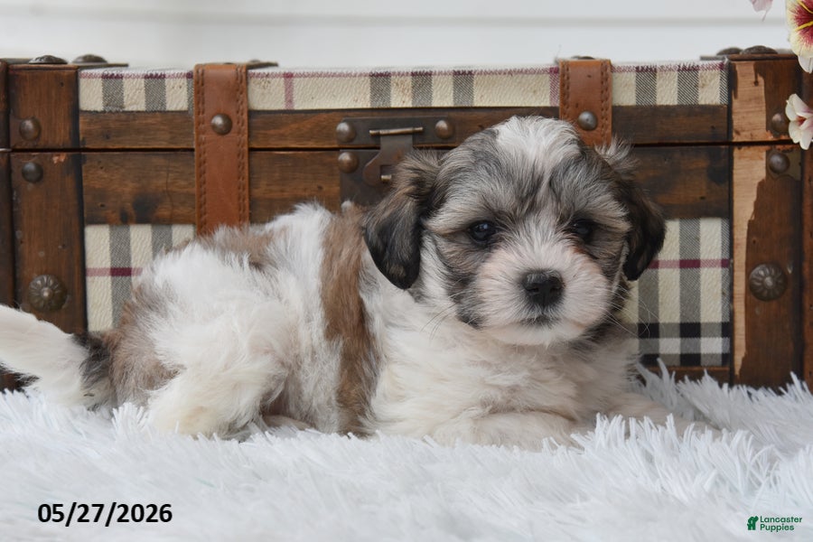 Mixed Breed dogs Skye - Ad 2
