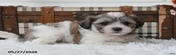Mixed Breed dogs for sale: Skye - Ad 2