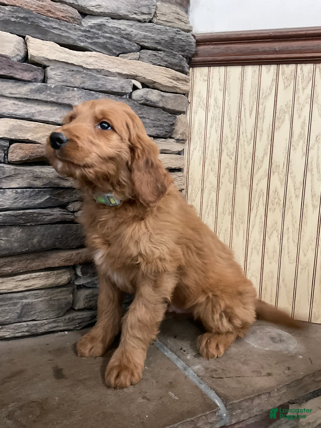 Goldendoodle dogs for sale: Curri - Ad 4