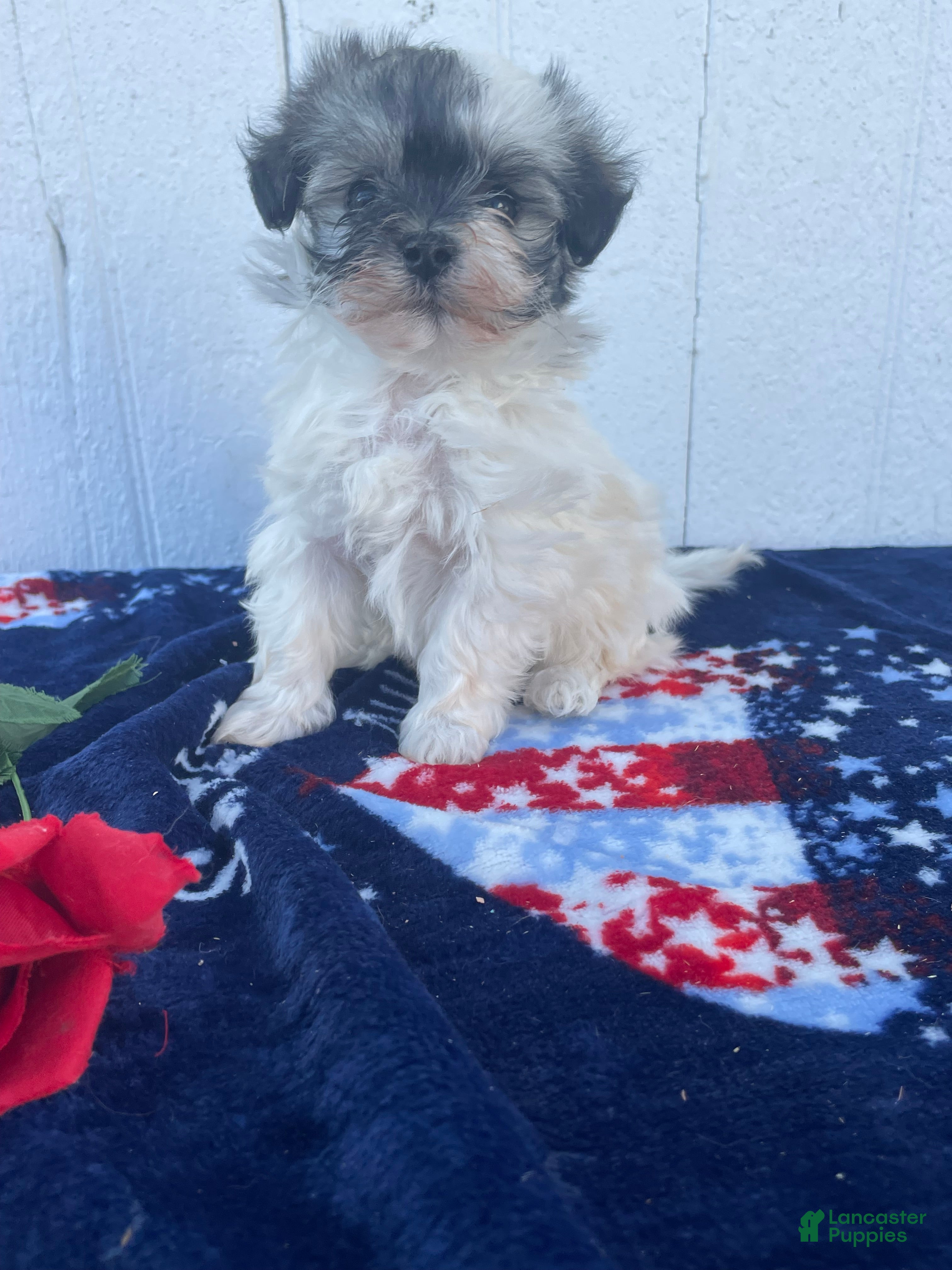 Havanese dogs Cookie - Ad 22