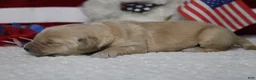 Golden Retriever dogs for sale: Challah - Ad 9
