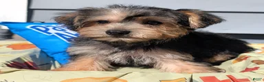 Theodore 